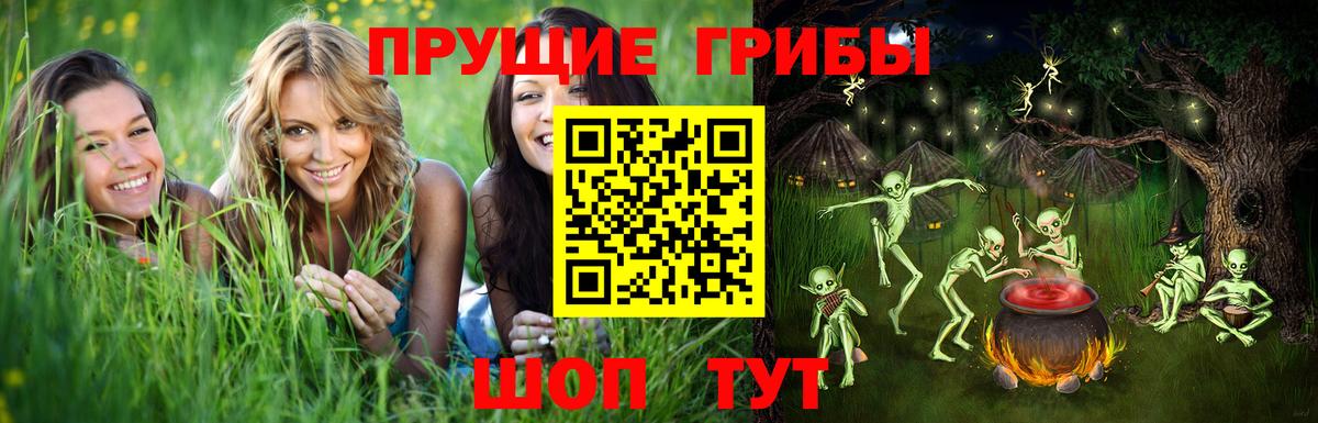 Галлюциногенные грибы Psilocybe Тара